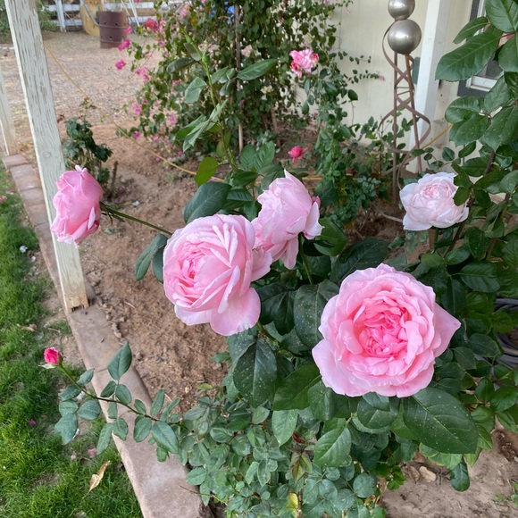 Meet your Posher, Nina - Picture 16 of 16